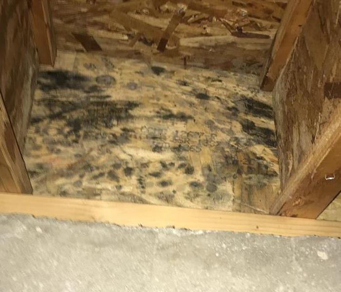 Mold growth on plywood.
