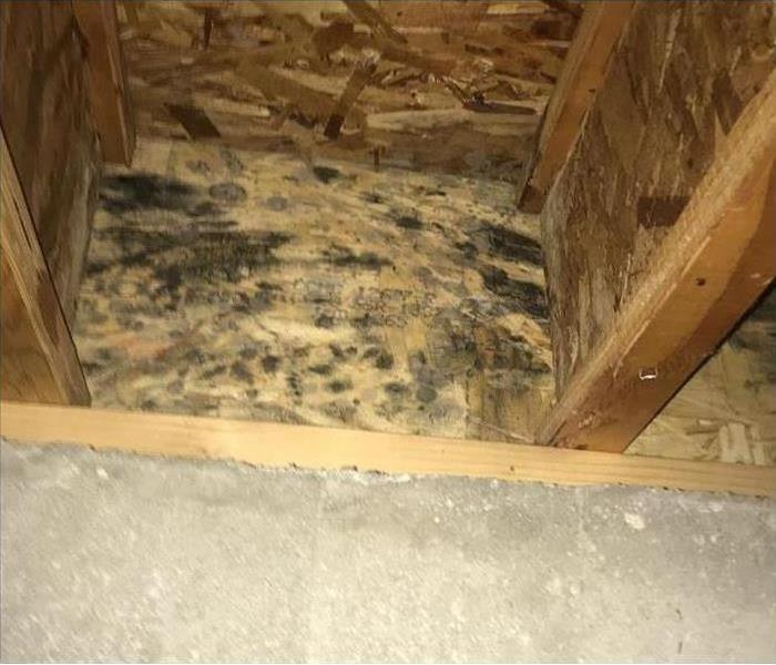 Black mold growth on wooden cabinet