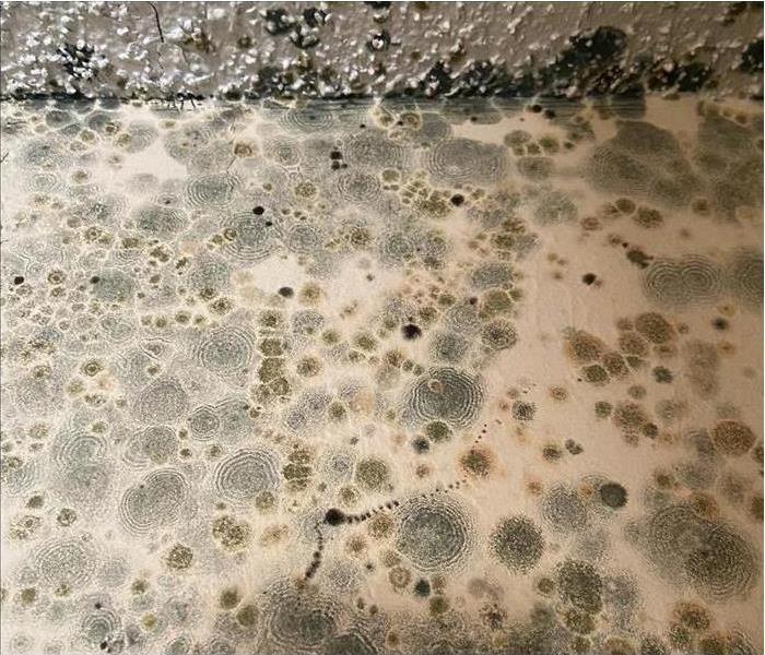 Severe Mold Infestation in Longmont After Water Damage