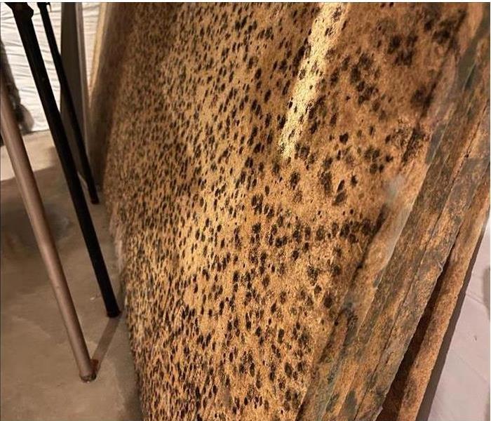 Mold Damage Found in a Home