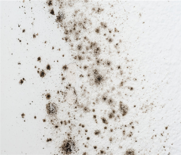 Black mold growth on white wall