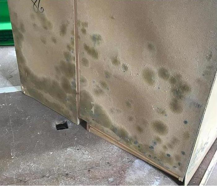 Mold spores inside of the wall of a dresser