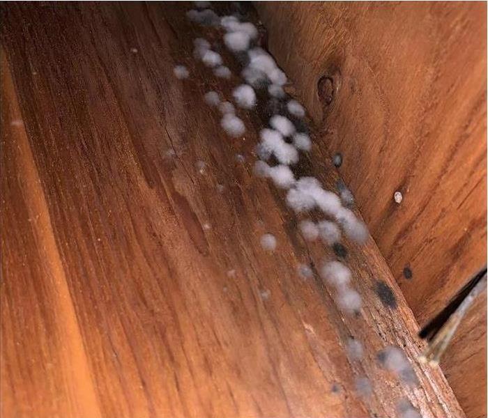 Mold growth on the wood of a house